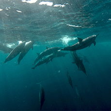 dolphins mauritius