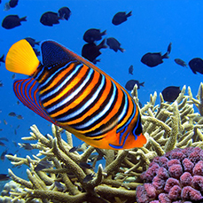 snorkeling mauritius